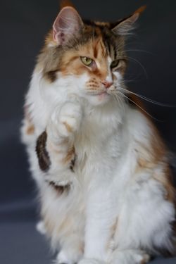 Juli 2021
