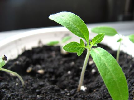 Growth Takes Time to See Outwardly