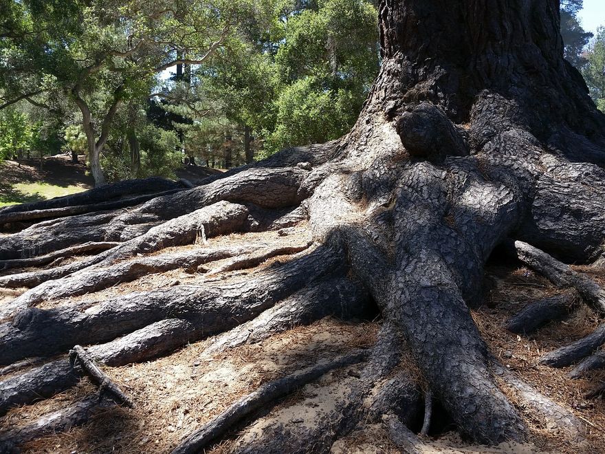 Nurture Your Roots!