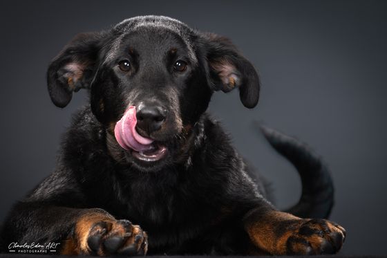 CharlesEdou'ART Photographe Namur Shooting studio animalier chien chat
