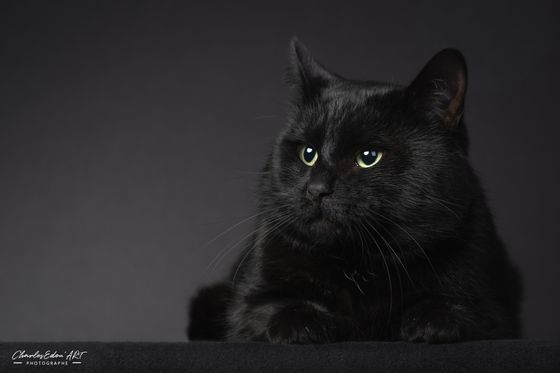 CharlesEdou'ART Photographe Namur Shooting studio animalier chien chat