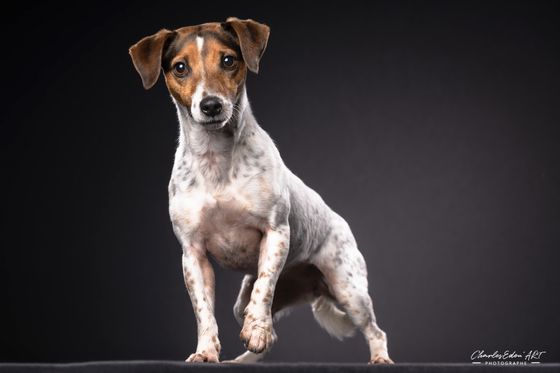 CharlesEdou'ART Photographe Namur Shooting studio animalier chien chat