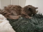 IMG_20210613_001036