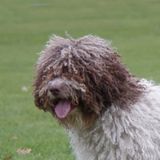 2013.03.17 Lola 12_edited1