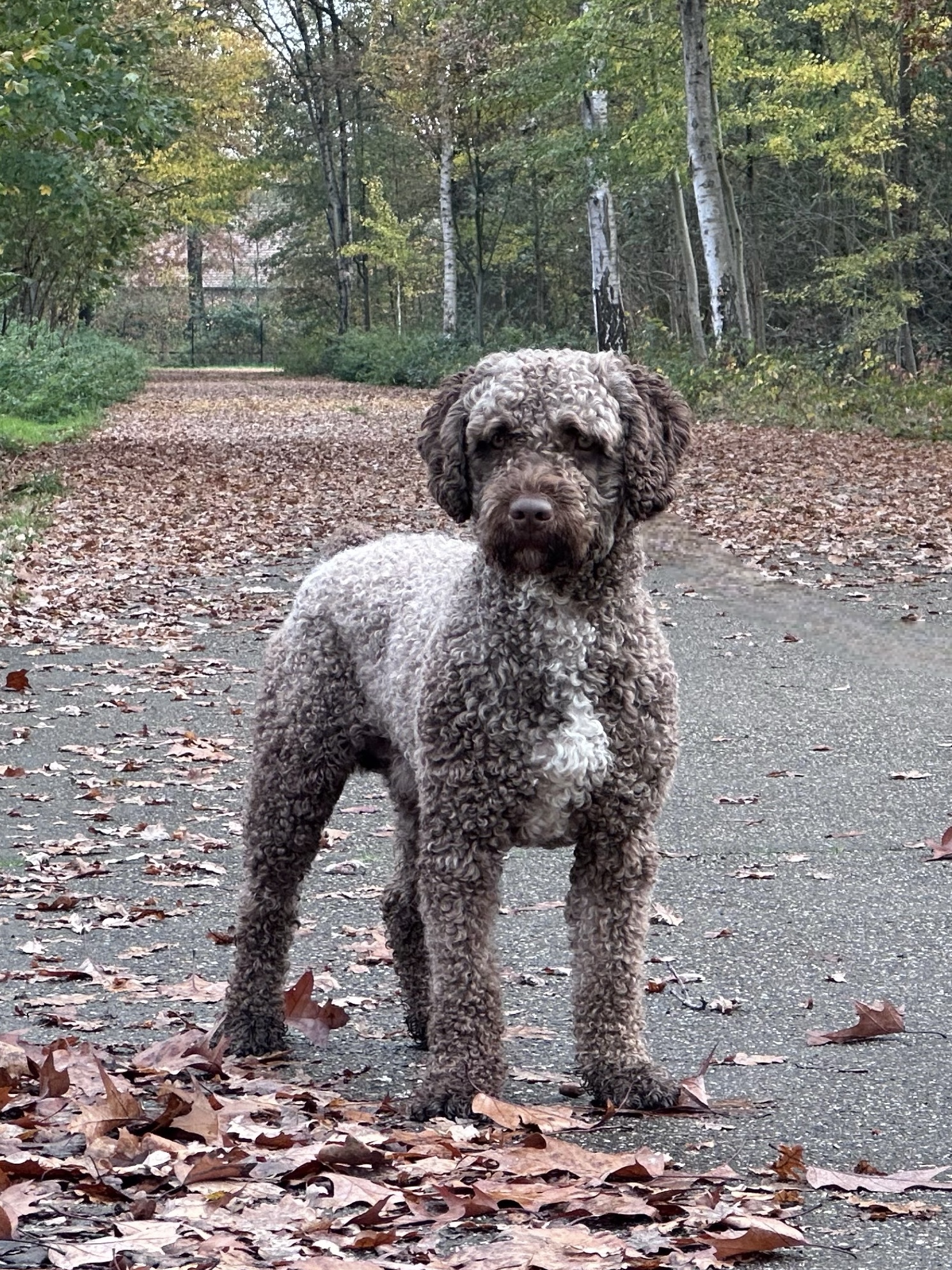 Zeppos 17months