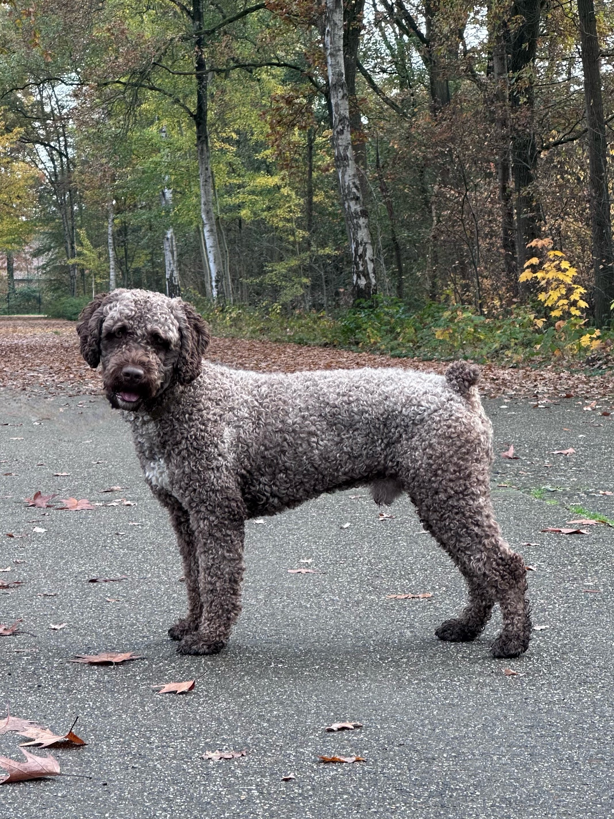 Zeppos 17 months