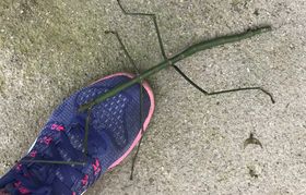 Maleisië 2019