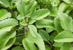 10% off Leaf of Life