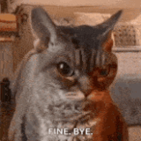 angry-cat-sour-cat
