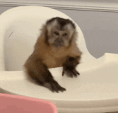 missmlsery-monkey