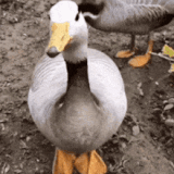 aww-yiss-duck-feet