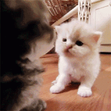 chat (10)