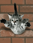 chat (100)