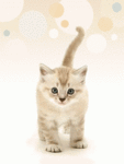 chat (101)