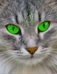 chat (104)