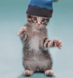 chat (114)
