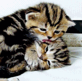 chat (13)