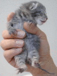 chat (132)