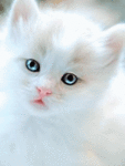 chat (135)