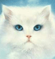 chat (137)