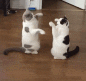 chat (14)