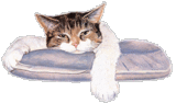 chat (158)