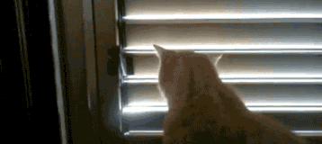 chat (21)