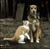 chat (22)