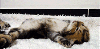 chat (23)