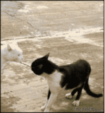 chat (3)