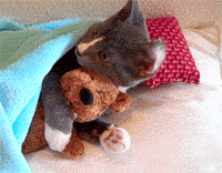 chat (36)