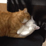 chat (40)