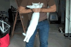 chat (44)