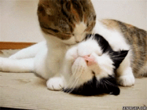 chat (50)