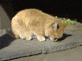 chat (52)