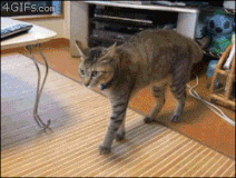 chat (6)