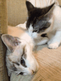 chat (61)