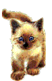chat (68)