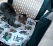 chat (7)