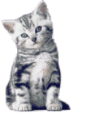 chat (80)