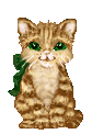 chat (86)