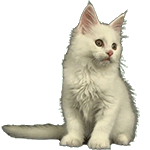 chat10 (1)