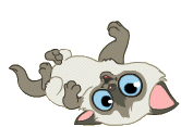 chat10 (10)