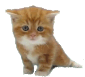 chat10 (12)