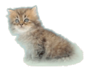 chat10 (2)