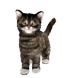 chat10 (6)
