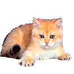 chat10 (9)
