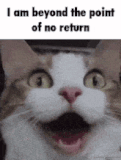 cat-meme