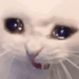 cat-crying-cat