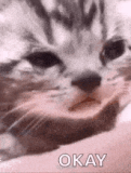 crying-cat-sad-cat